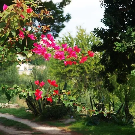 Belkis Villa